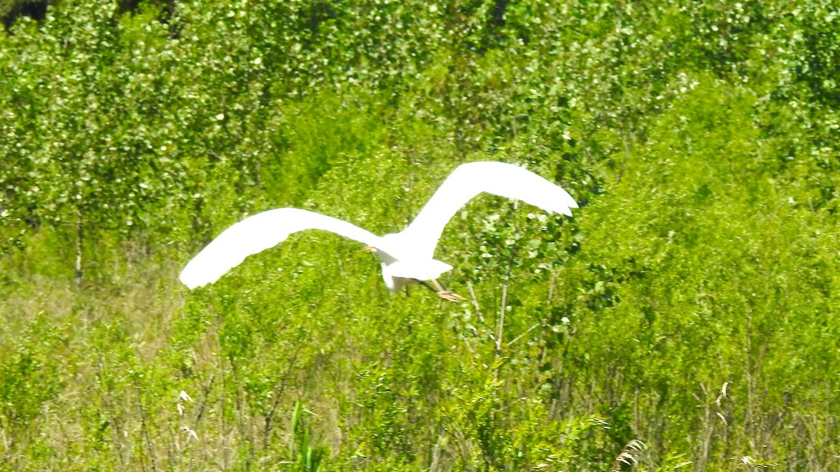 Great Egret - ML619898262