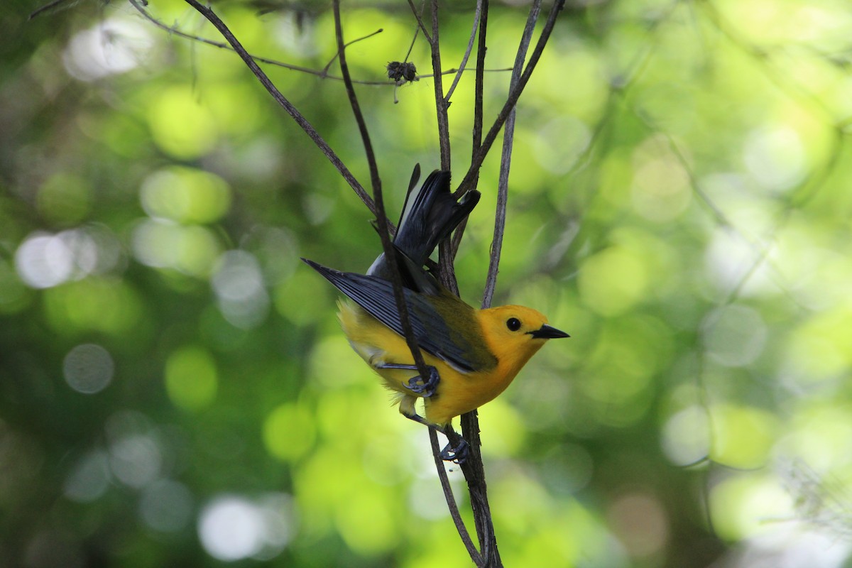 Prothonotary Warbler - ML619898264