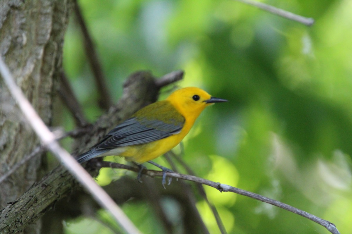 Prothonotary Warbler - ML619898267