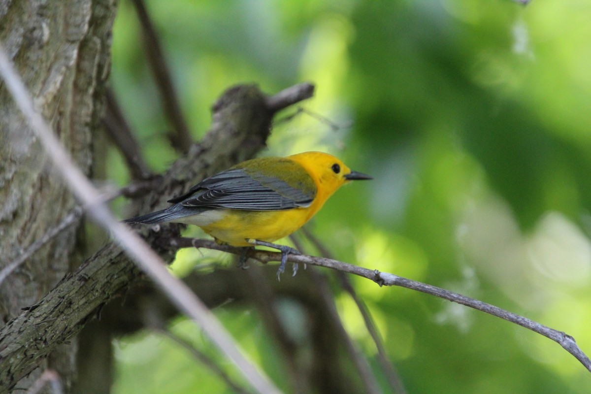 Prothonotary Warbler - ML619898268