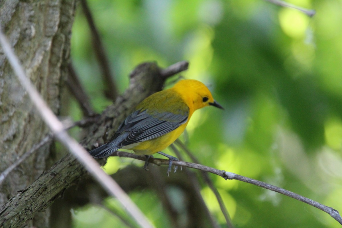 Prothonotary Warbler - ML619898269