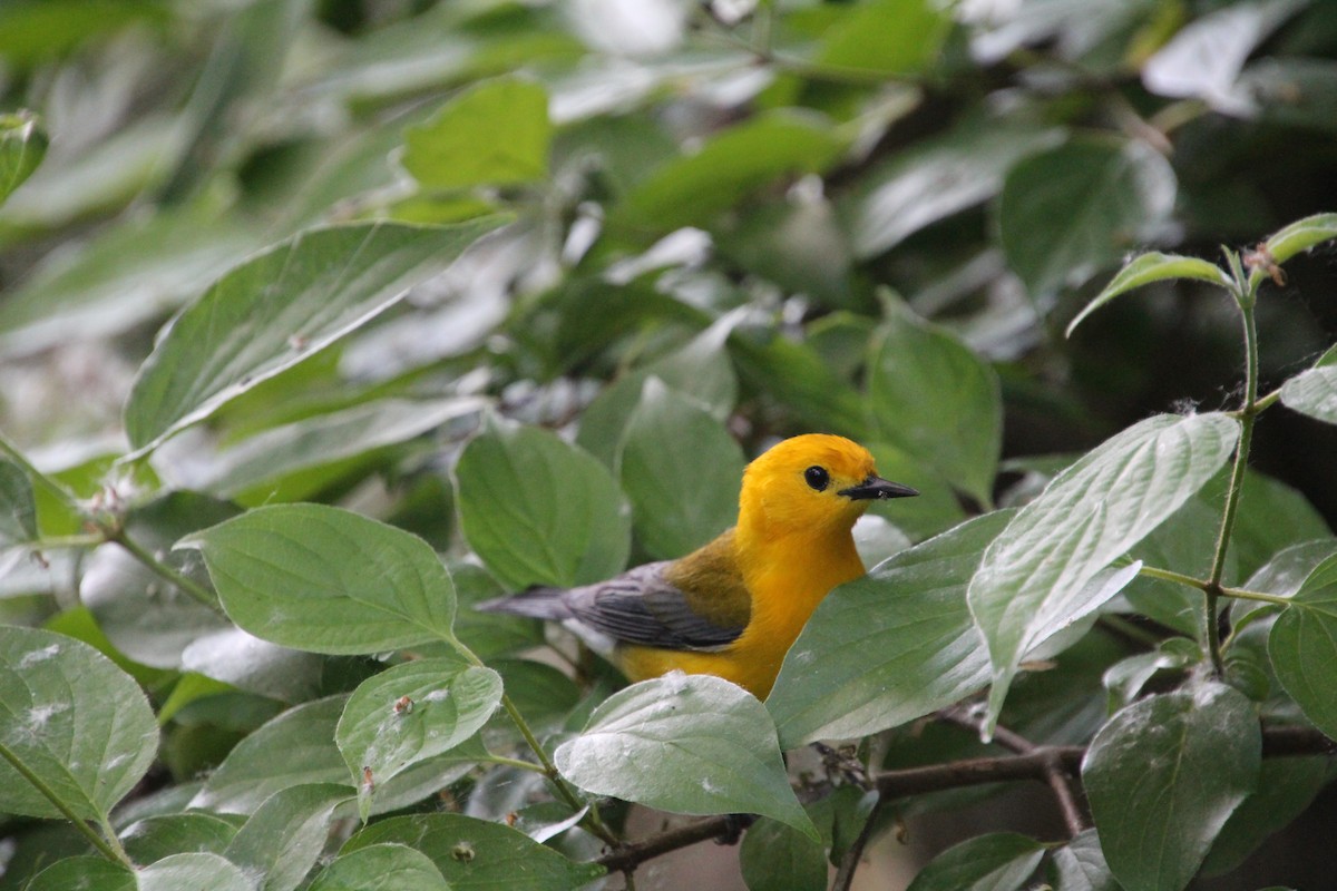 Prothonotary Warbler - ML619898271