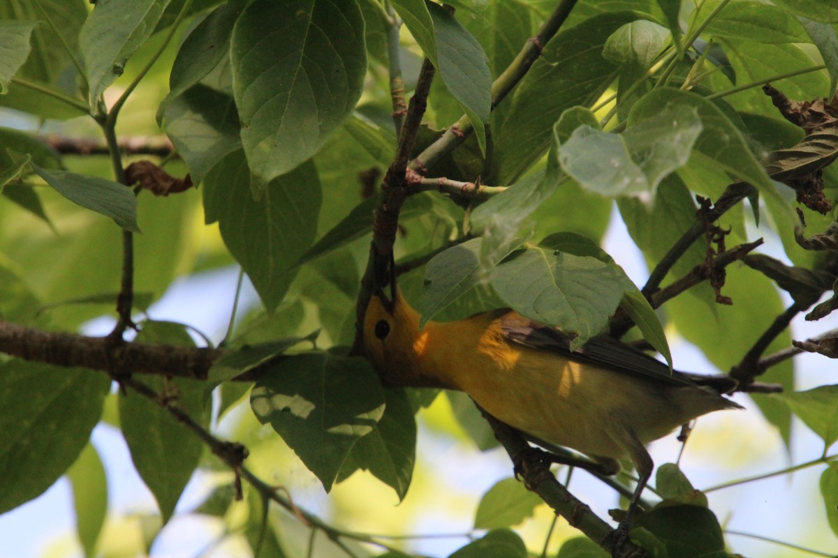 Prothonotary Warbler - ML619898274