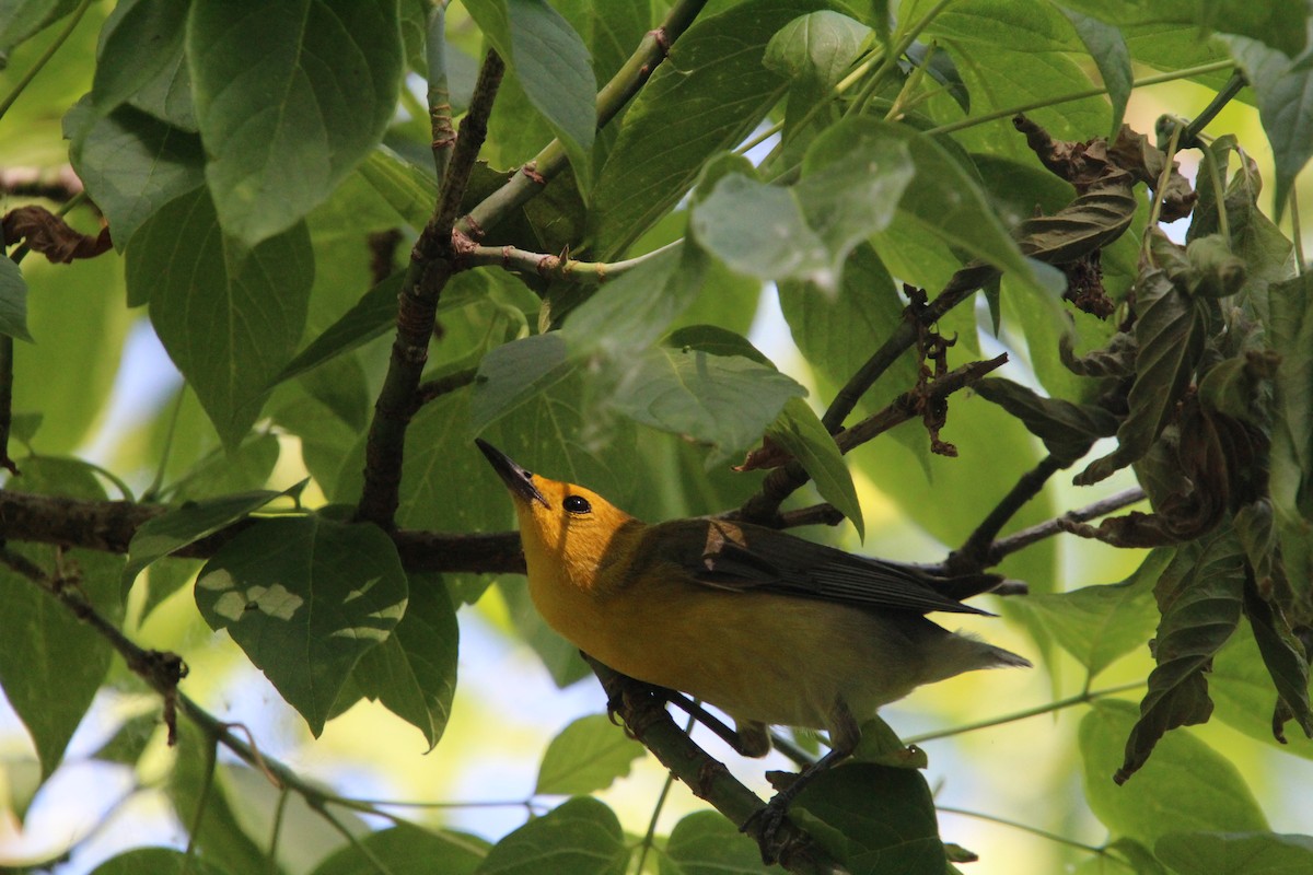 Prothonotary Warbler - ML619898276