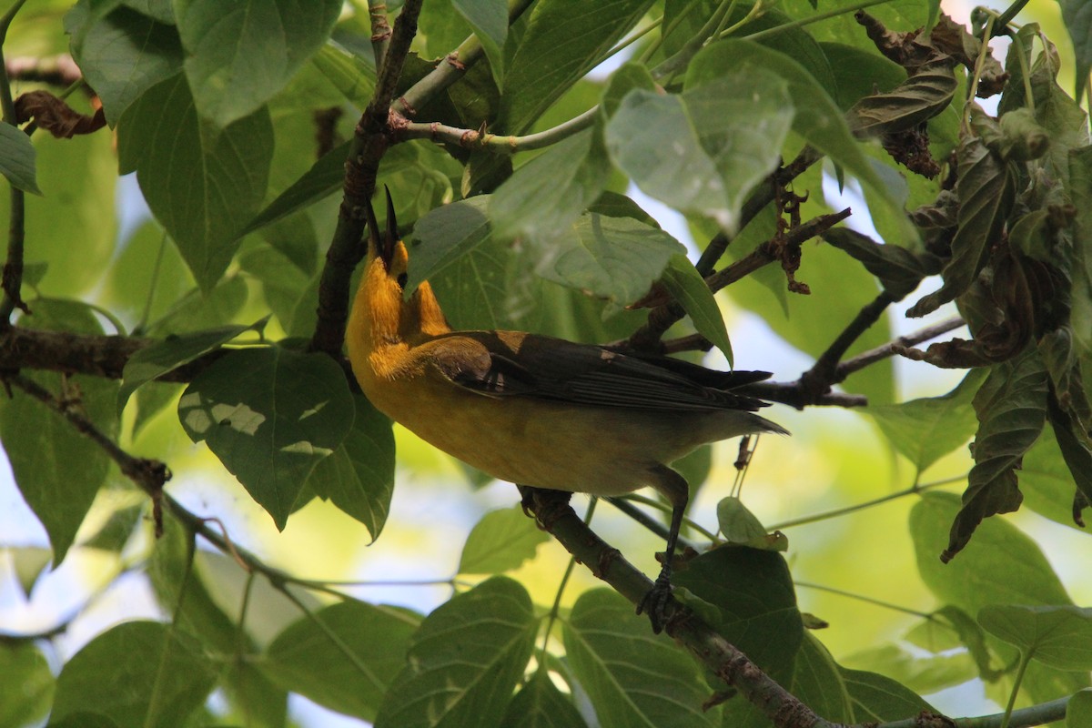 Prothonotary Warbler - ML619898277