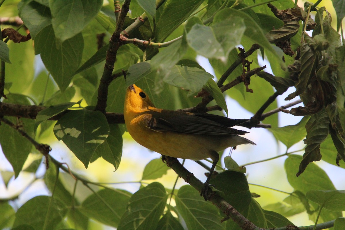 Prothonotary Warbler - ML619898278