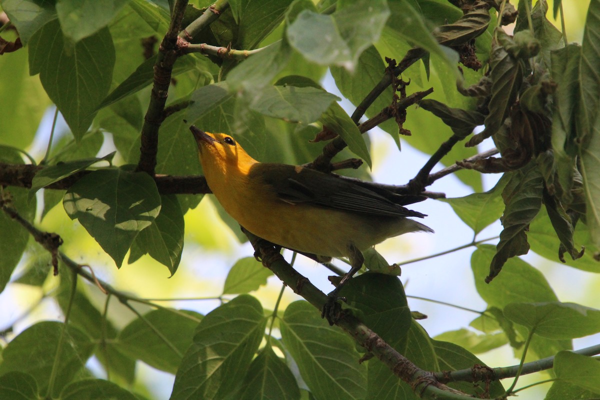 Prothonotary Warbler - ML619898279