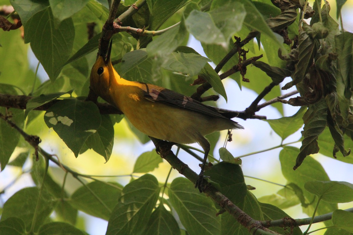 Prothonotary Warbler - ML619898280