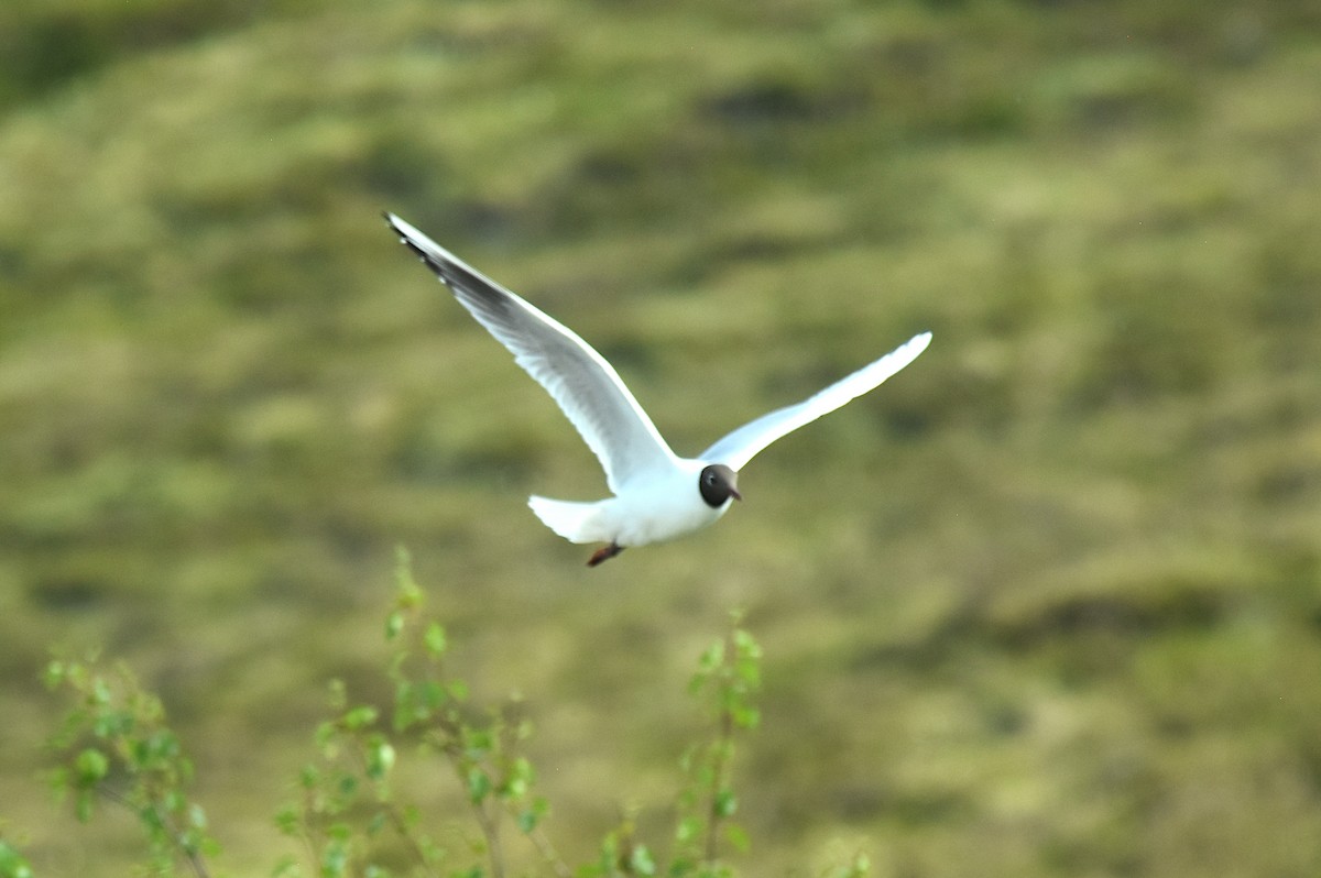 Black-headed Gull - Blair Whyte