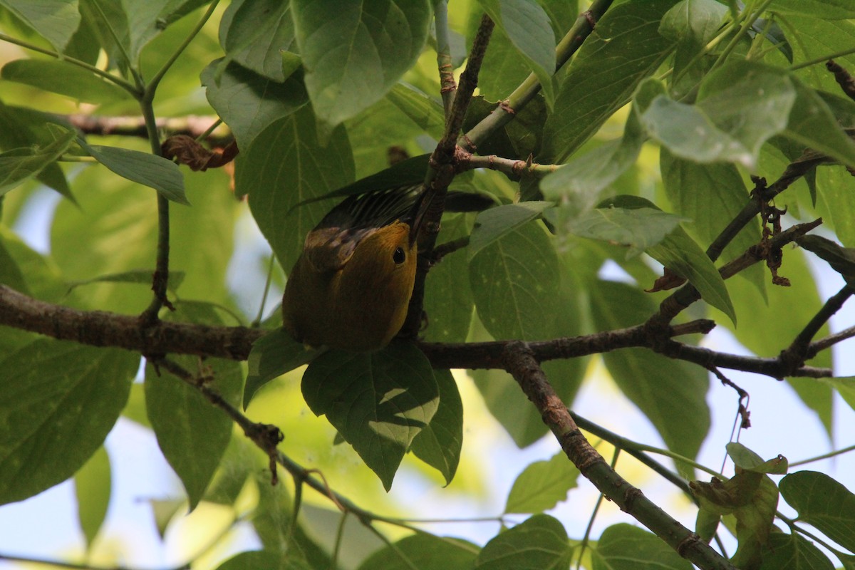 Prothonotary Warbler - ML619898283