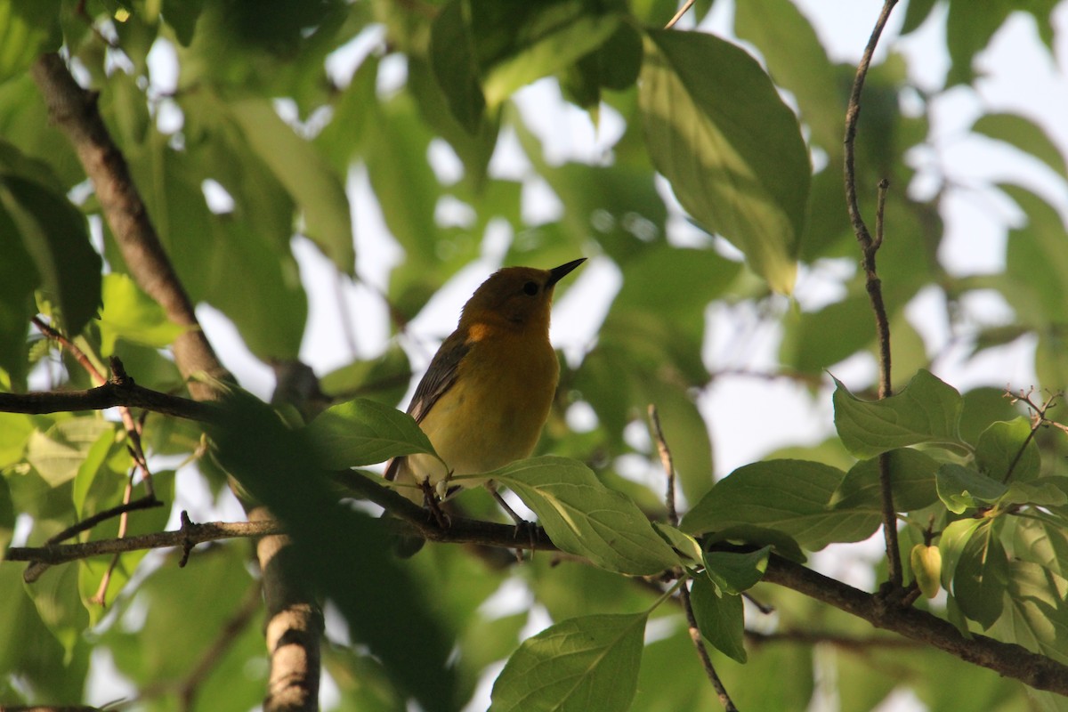 Prothonotary Warbler - ML619898284