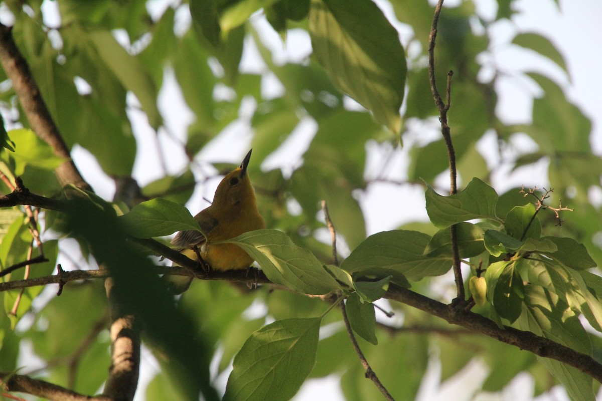 Prothonotary Warbler - ML619898285