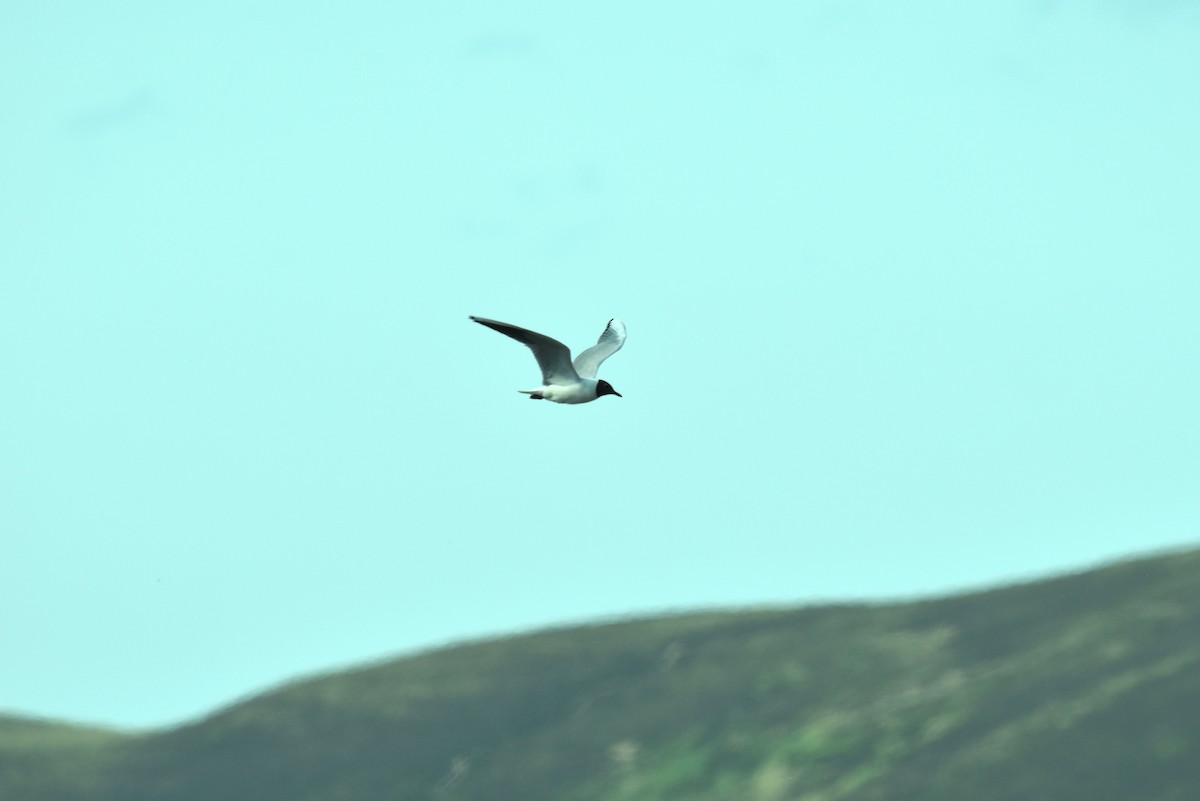 Black-headed Gull - ML619898287