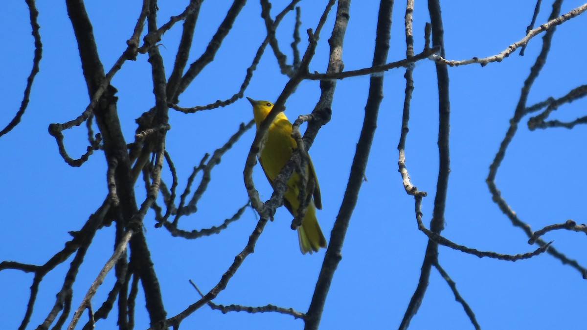 Yellow Warbler - ML619898292