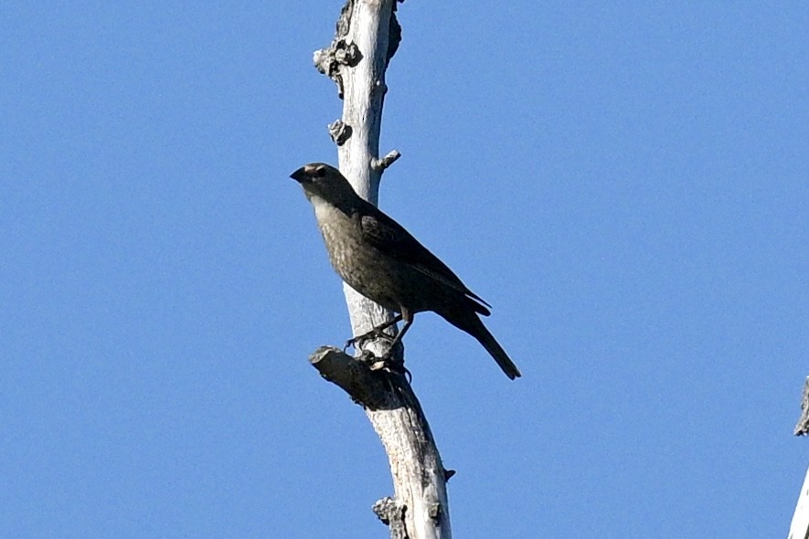 Brown-headed Cowbird - ML619898299