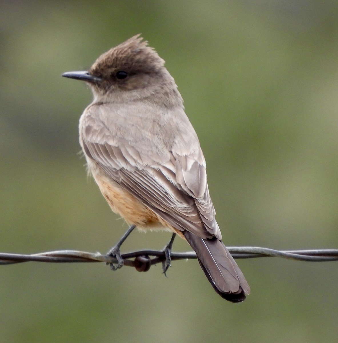 Say's Phoebe - Kyle Strode