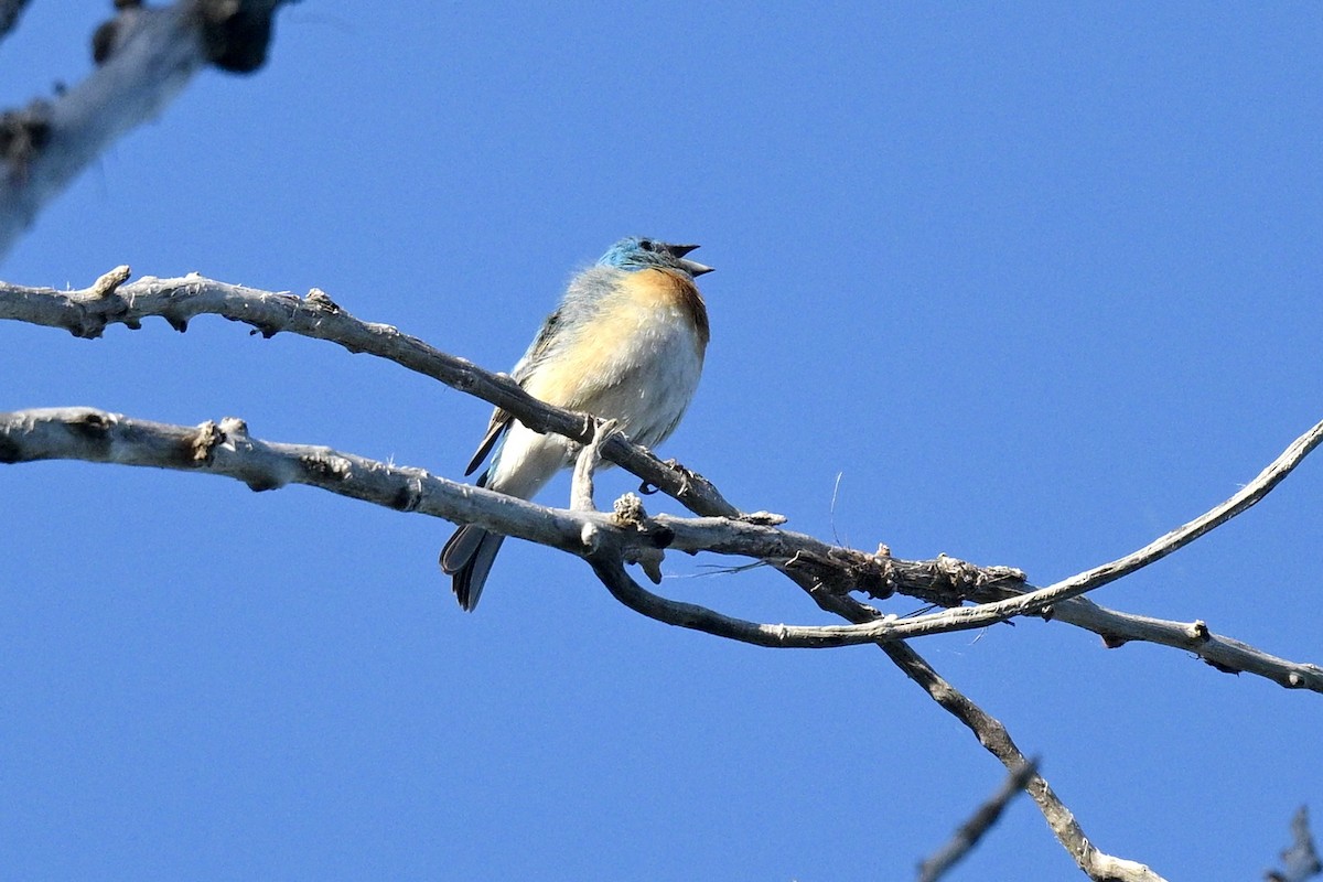 Lazuli Bunting - ML619898324