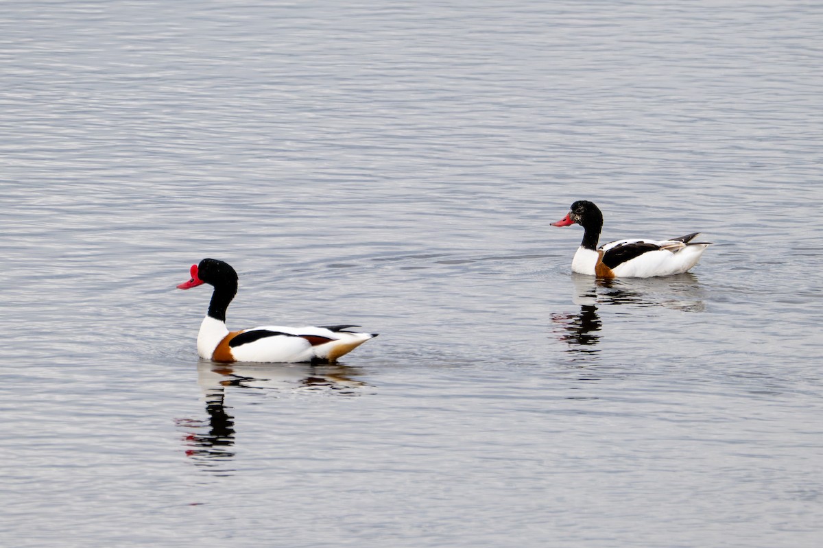 Common Shelduck - ML619898326