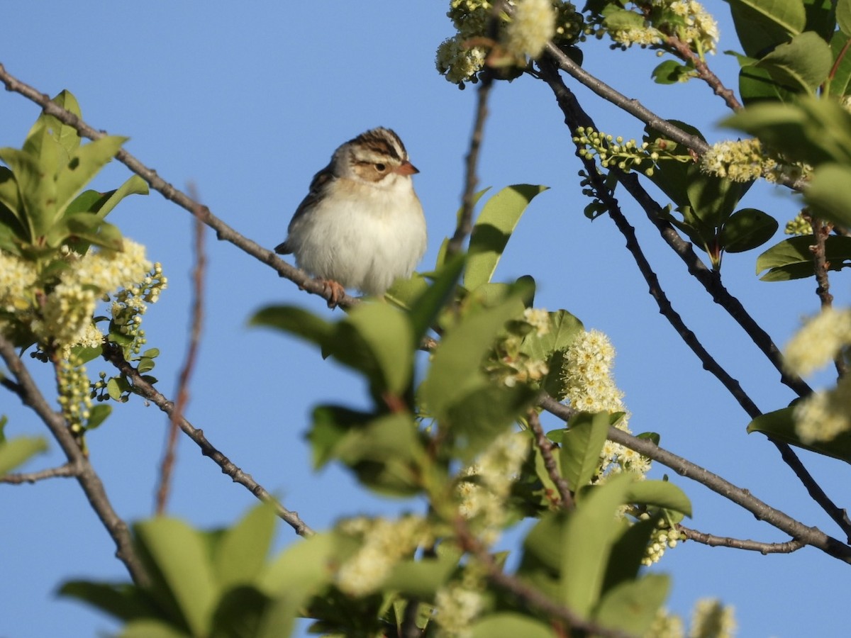 Clay-colored Sparrow - ML619898330