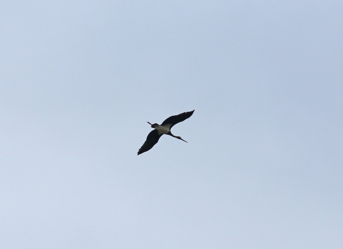 Black Stork - ML619898335
