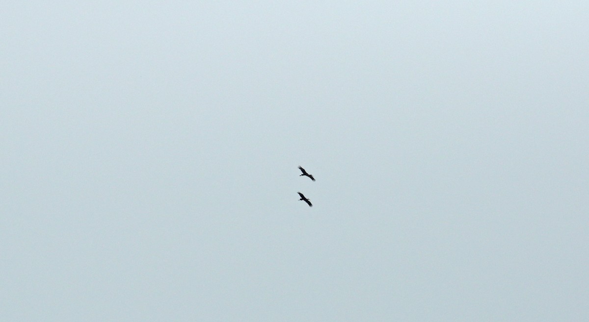 Black Stork - ML619898336