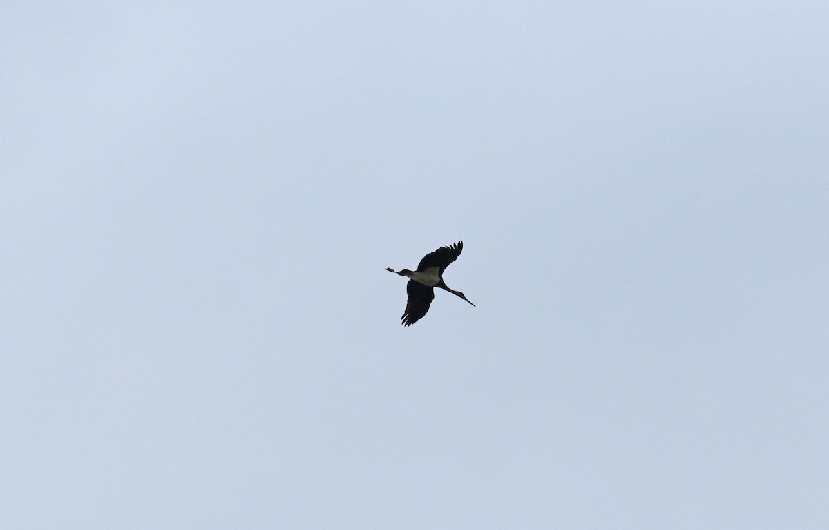 Black Stork - ML619898338