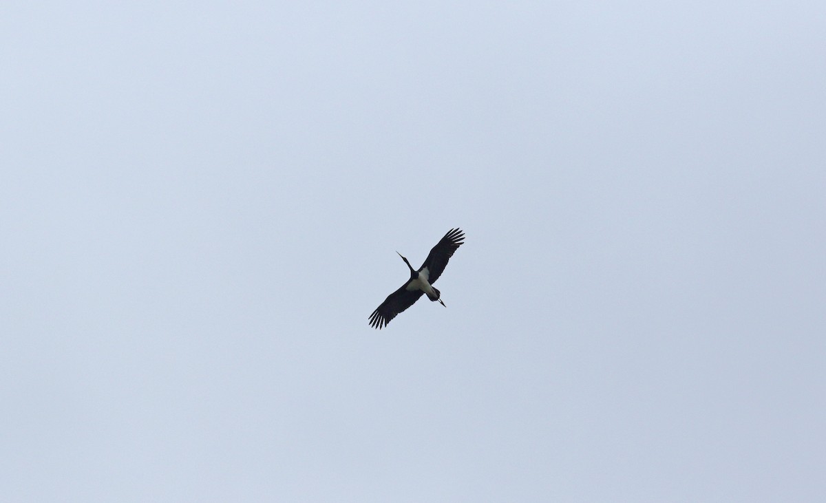 Black Stork - ML619898340