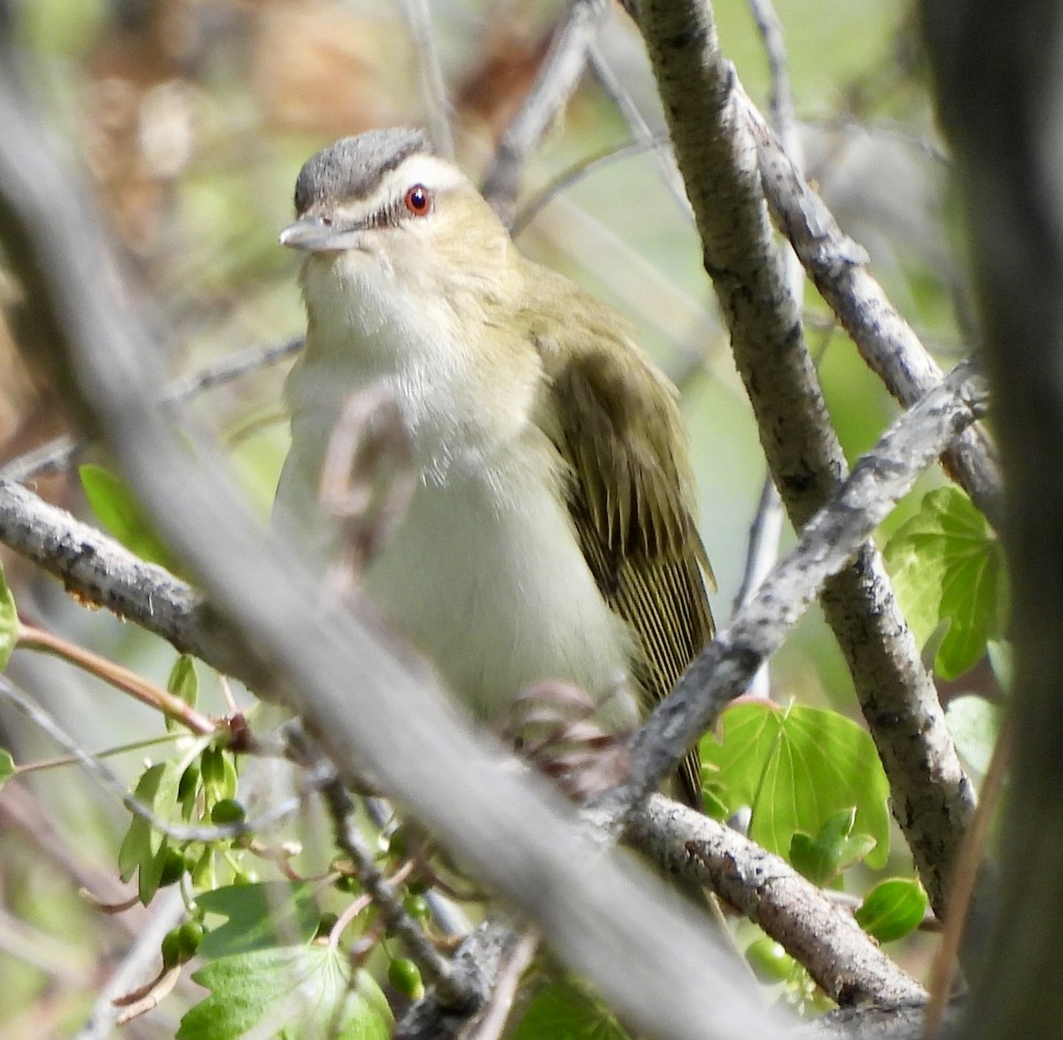 Red-eyed Vireo - Kyle Strode