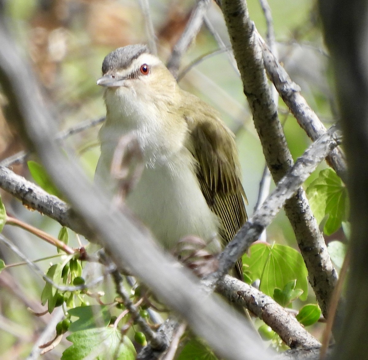 Rotaugenvireo - ML619898346