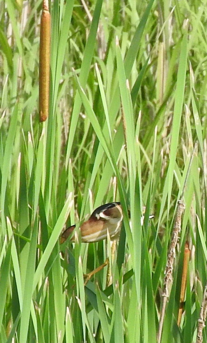 Least Bittern - ML619898350