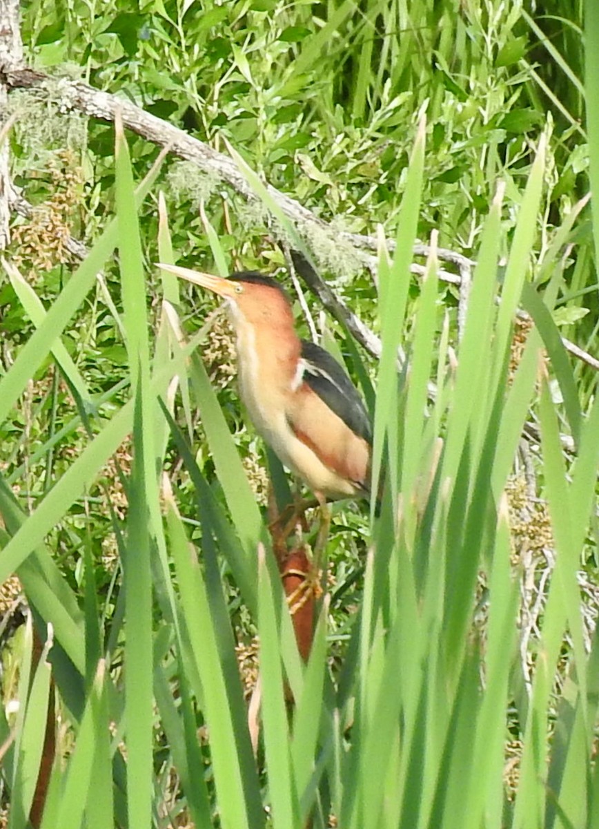 Least Bittern - ML619898352