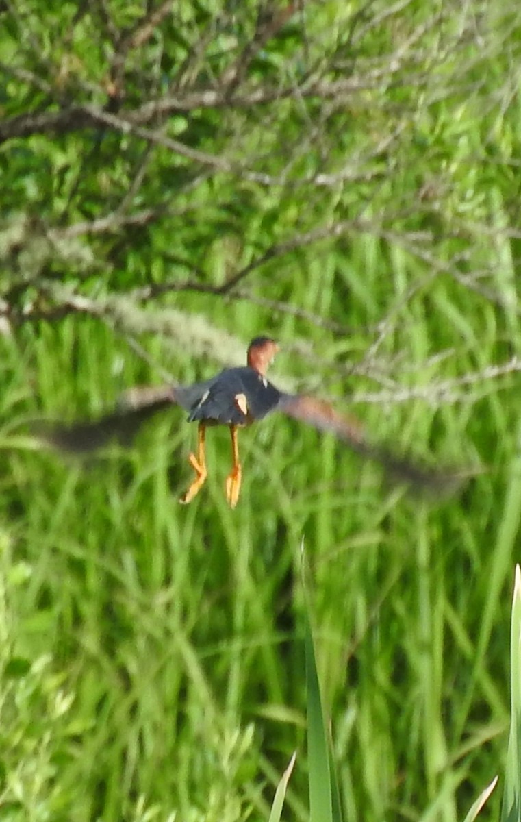 Least Bittern - ML619898353