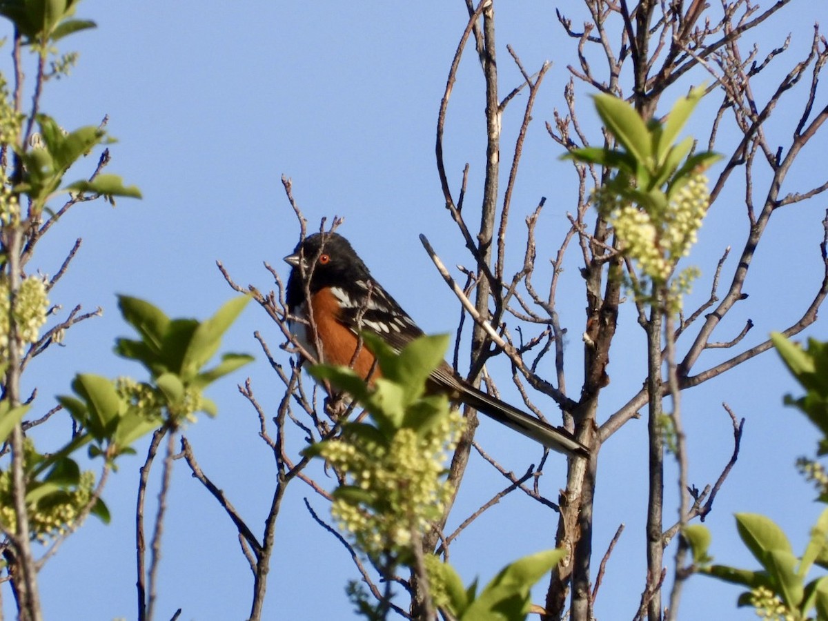 Spotted Towhee - ML619898354