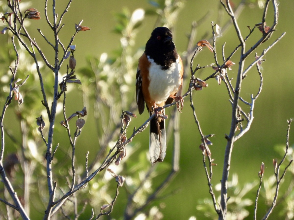 Spotted Towhee - ML619898355