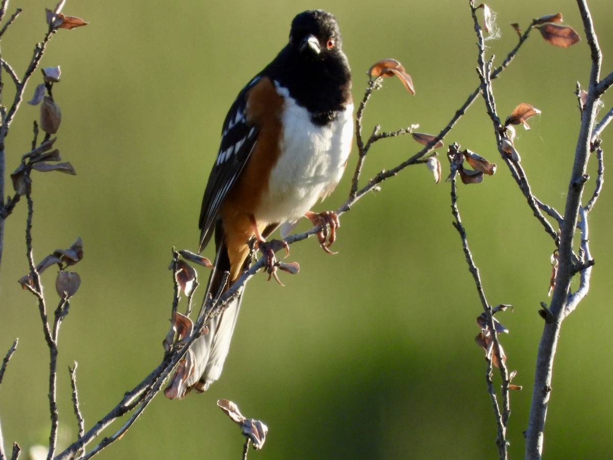 Spotted Towhee - ML619898356