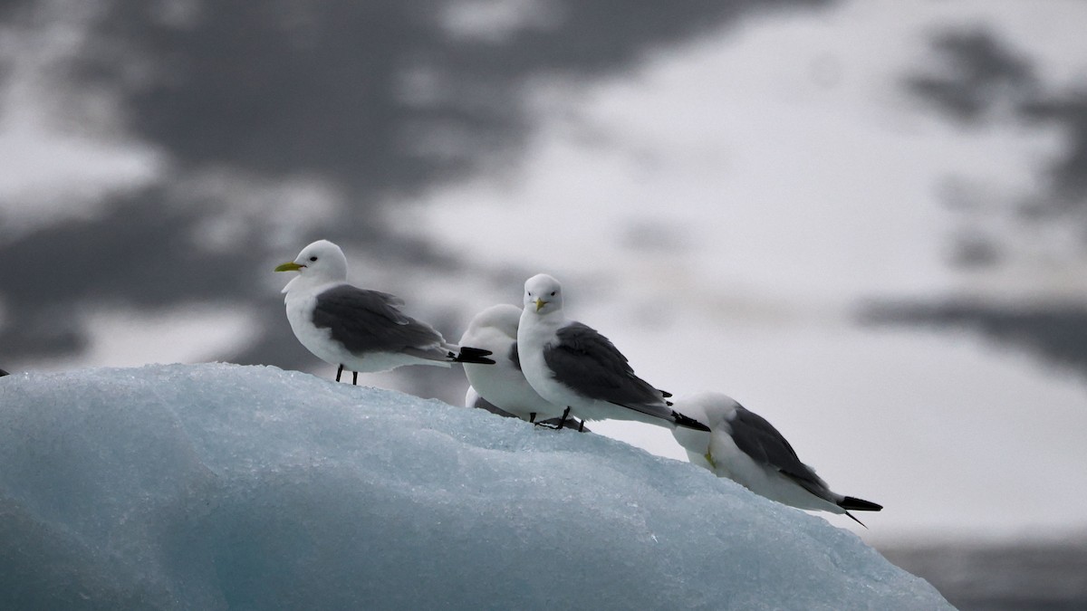 Black-legged Kittiwake - ML619898388