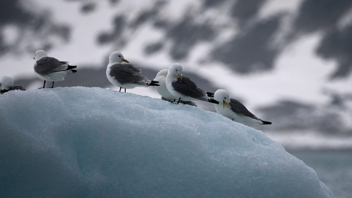 Black-legged Kittiwake - ML619898389