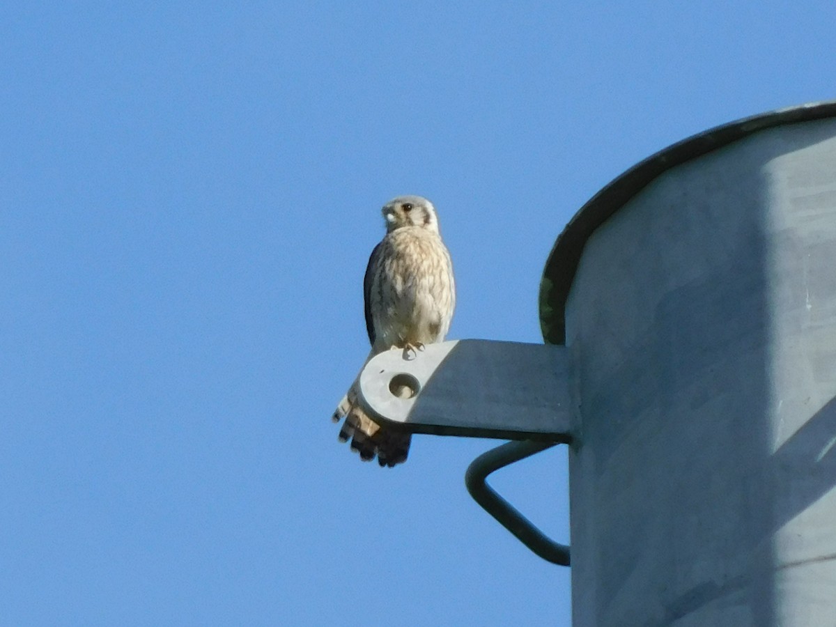 American Kestrel - ML619898395