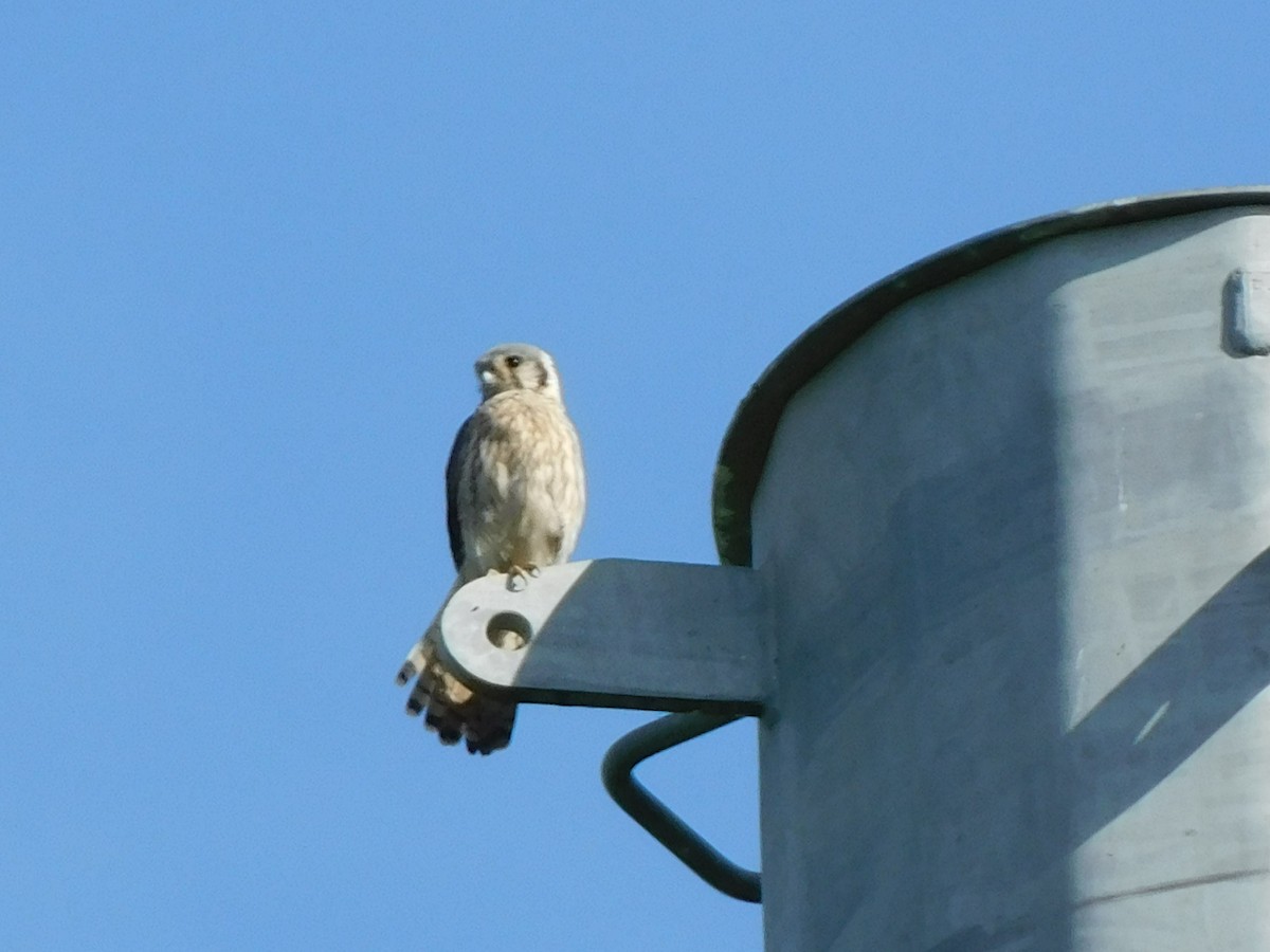 American Kestrel - ML619898402