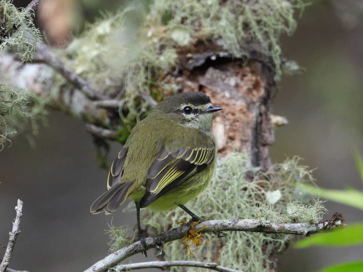 Spectacled Tyrannulet - ML619898411