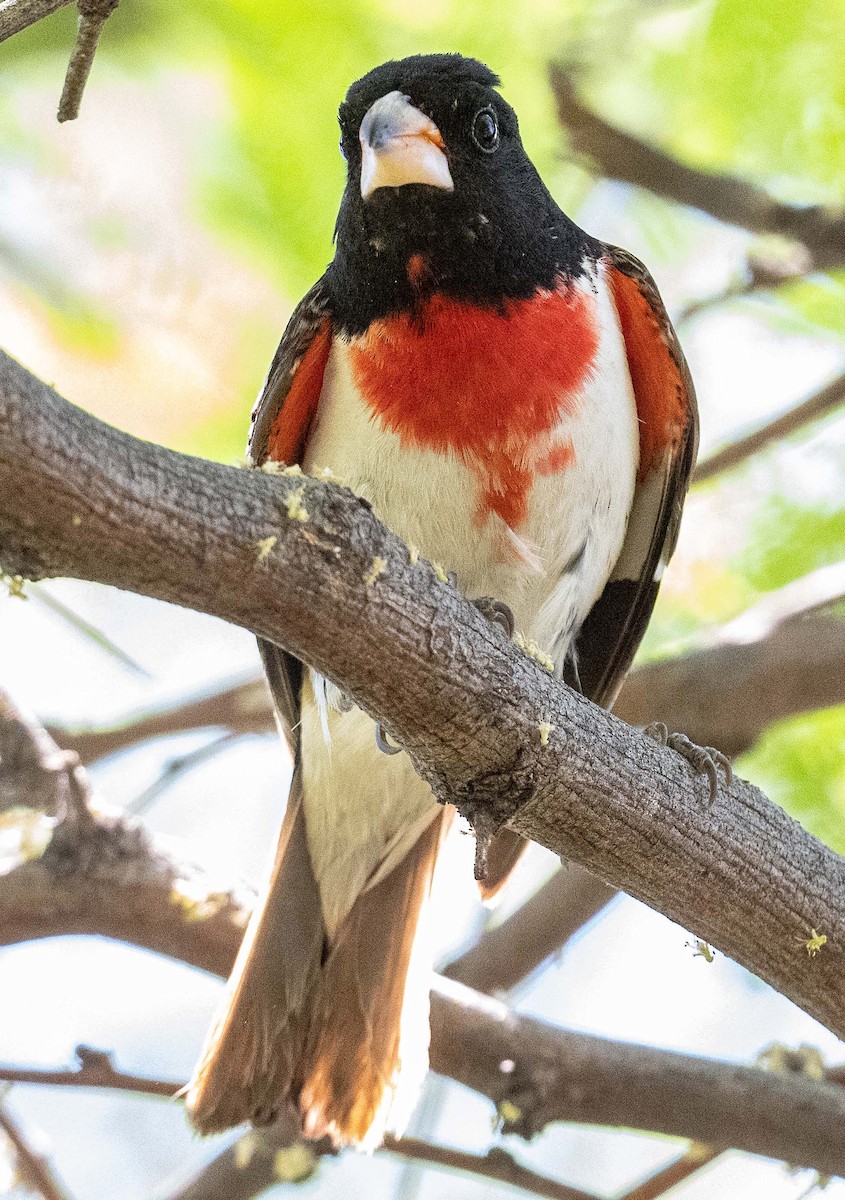 Rose-breasted Grosbeak - ML619898421