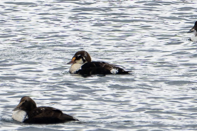 King Eider - ML619898434