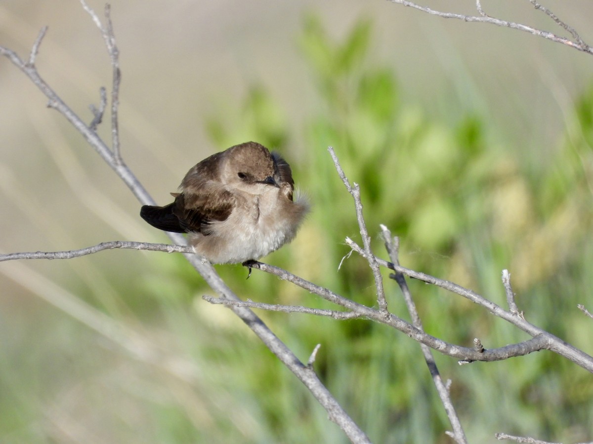 Northern Rough-winged Swallow - ML619898437