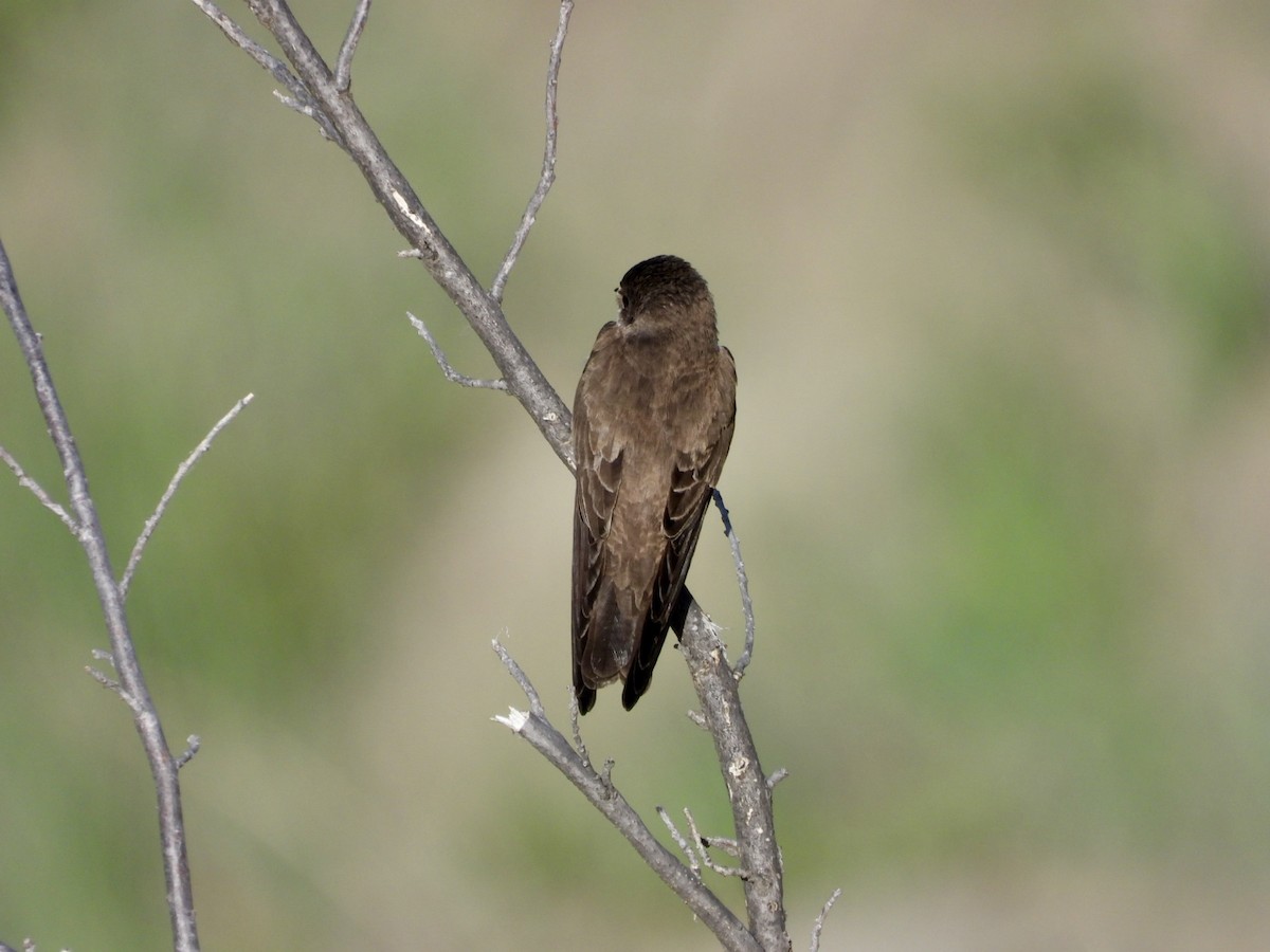 Northern Rough-winged Swallow - ML619898438