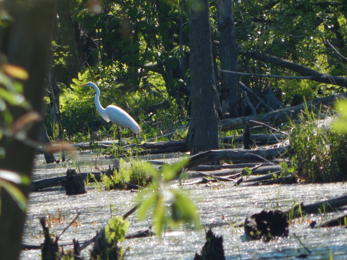 Great Egret - ML619898440