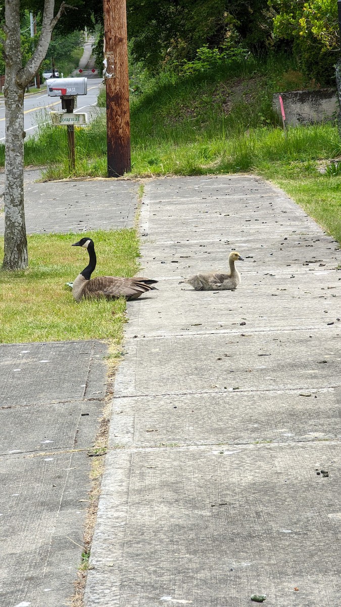 Canada Goose - ML619898442