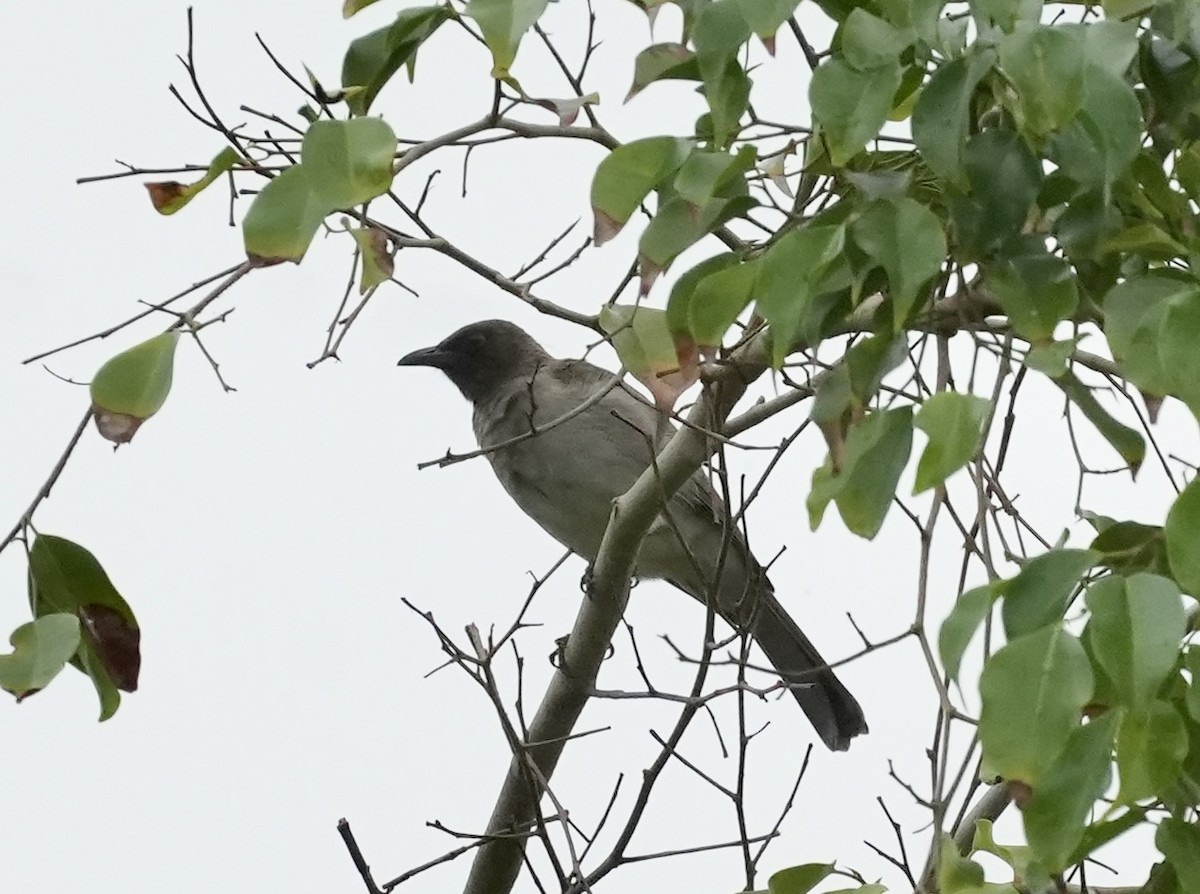 Bulbul Naranjero - ML619898491