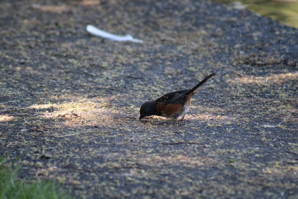 Spotted Towhee - ML619898529