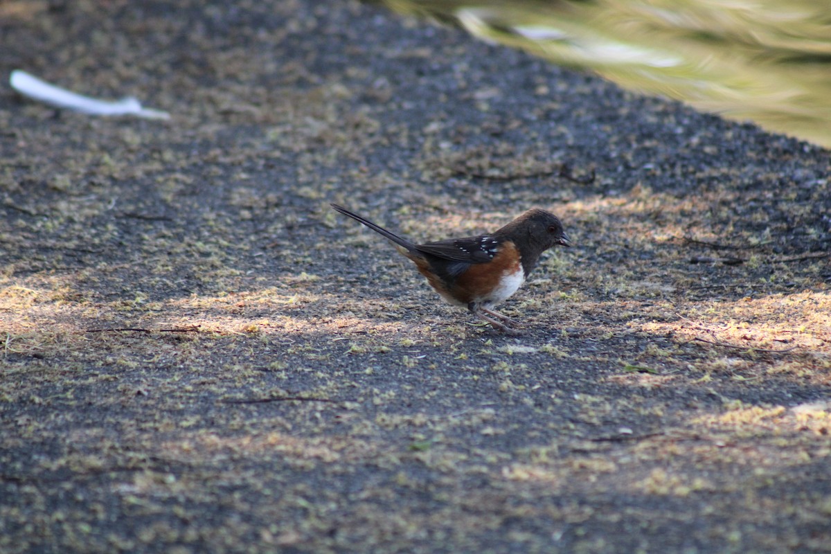 Spotted Towhee - ML619898530