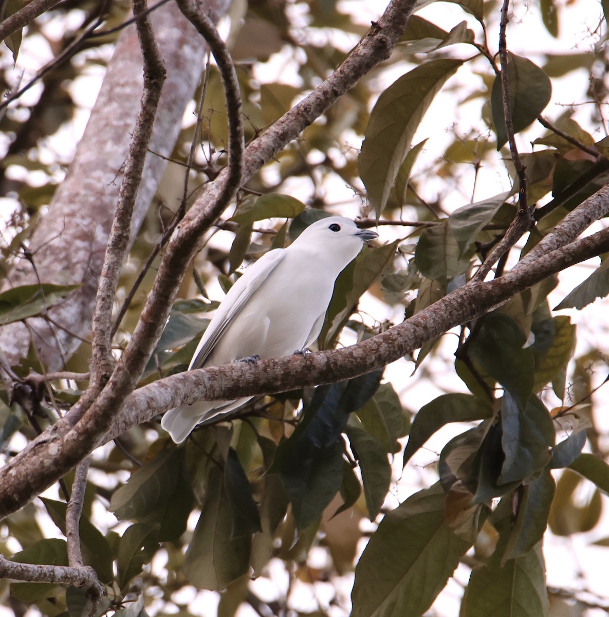 Cotinga neigeux - ML619898537